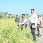Paddy Yield in Goharni Recorded at 39.10 Quintals per Hectare; Crop Cutting Conducted Under the Supervision of the District Magistrate — IMAGE CREDIT TO सूचना विभाग